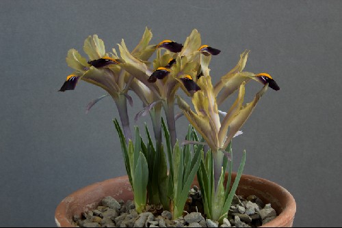 Iris stenophylla stenophylla